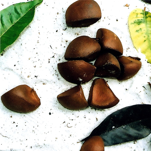 Óleo de Andiroba → O nosso ingrediente chave